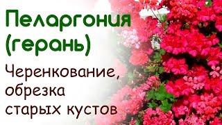 Черенкуем пеларгонию герань делаем обрезку старых кустов пеларгонии [upl. by Rourke]