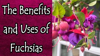 The Benefits and Uses of Fuchsias [upl. by Mcallister]