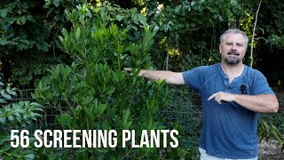 50 Plus Screening Plants  Border Corner Foundation and Hedge Plants [upl. by Gaige]