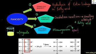 Rancidity and Lipid Peroxidation [upl. by Stickney]