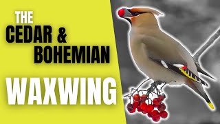 Cedar and Bohemian Waxwings  The Peaceable Flock Birds [upl. by Johnath]