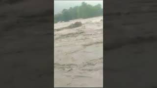 Flood in himachal pradesh flood [upl. by Katzman276]