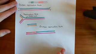 Homologous Recombination for Replication Fork Reactivation Part 1 [upl. by Inafetse883]