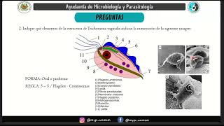 Ayudantía de microbiología y parasitología  Trichomonas vaginalis [upl. by Aydidey]