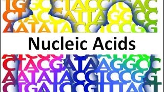 Nucleic Acids honors biology updated [upl. by Rehpotsirc750]