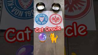 Cat Oracle predicts Holstein Kiel vs Eintracht Frankfurt [upl. by Nahtiek187]