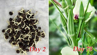 How to grow okra at home  Growing okra from seeds [upl. by Eceinart]