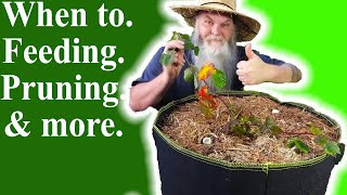 Planting amp Growing Blackberries in Containers How to Works In Ground Too Part 3 [upl. by Nylsirhc]