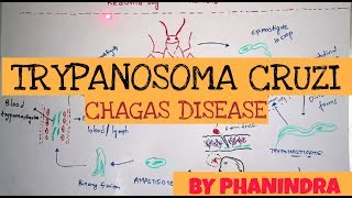 CHAGAS DISEASE  TRYPANOSOMA CRUZI  STRUCTURE  LIFE CYCLE  SYMPTOMS  BY PHANINDRA GUPTHA [upl. by Mcnair]