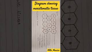 meristematic tissue diagram 9th imp basics neet plant tissue [upl. by Einomrah]