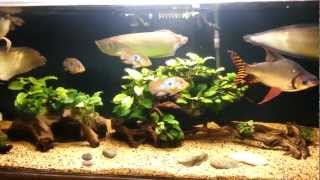 South American Arowana Tank [upl. by Aillimac]