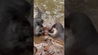 Can Otters Eat Coconut Shell [upl. by Eilsehc]