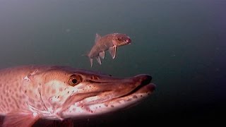 CRAZY Underwater Musky Follows and Strikes — Cant Miss Video [upl. by Ybocaj546]