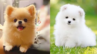 Cutest Teacup  Pomeranian Puppies Compilation 1 [upl. by Otte859]