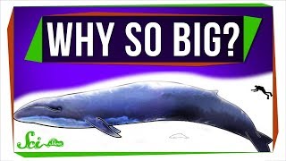 Why Are Marine Mammals So Big [upl. by Mendelson]