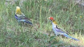 Paleheaded Rosella 41 [upl. by Sontich]