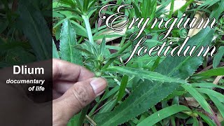 Culantro Eryngium foetidum  part 1 [upl. by Norven]