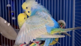 budgies mating  budgies mating parakeet singing ll birds budgies nature [upl. by Mommy]