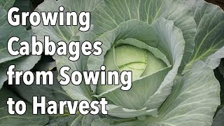 Growing Cabbages from Sowing to Harvest [upl. by Esinaj]