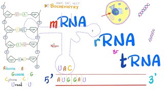 RNA mRNA tRNA rRNA amp Genetic Mutations  Molecular Biology 🧬 [upl. by Sukey607]