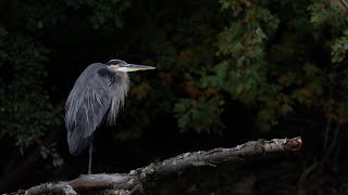 Grand Héron senior  Senior Great blue Heron with R5 MkII [upl. by Aisorbma966]