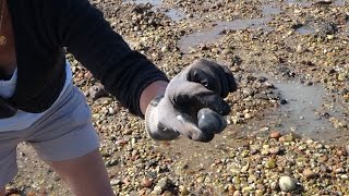 Pêche aux palourdes Noirmoutier [upl. by Shurlocke]