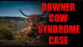 Downer Cow Syndrome Case After recovery Downer Cow Syndrome  Cow treatment [upl. by Heber]