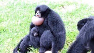 The most beautiful and funny siamang gibbon sounds [upl. by Gniw334]