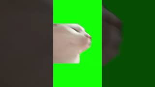 Cat vibing to music  Green Screen memes greenscreen shorts [upl. by Roede461]