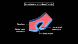 Nasal Development [upl. by Haret]