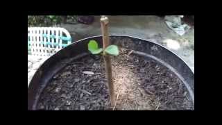 How To Grow Fruit Trees From Cuttings By Rick Gunter [upl. by Portland252]