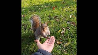 Squirrels at Whitworth park this afternoon autumn squirrelfriends squirrelfriends [upl. by Ynohtnakram]