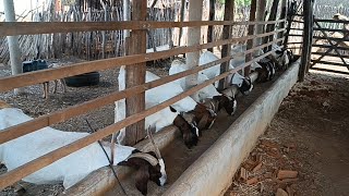 Falando sobre alimentação mineralização e mostrando os cabritos que estão à venda no nosso capril [upl. by Alliehs]