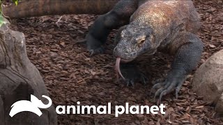 A técnica de caça e sobrevivência do dragãodekomodo  O Incrível Mundo Animal  Animal Planet [upl. by Schalles]