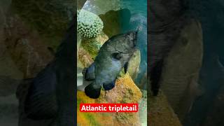 Atlantic tripletail Fish Playing Others Fish  Cox’s Bazar 🇧🇩 [upl. by Sordnaxela]