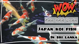 ජපානේ වගේ koi ලංකාවේ  Japan koi fish in sri lanka  Koi carf fish 🐠 [upl. by Deron]