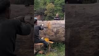 Hand saw cutting process of oak wood [upl. by Feodor572]