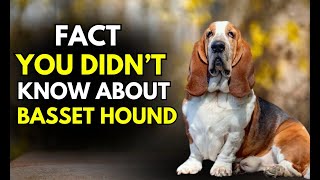 10 Things You Didnt Know About Basset Hounds 🐾 [upl. by Akimat605]