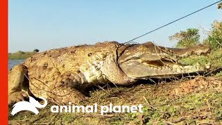 Herpetologists Are Working To Save The Critically Endangered Orinoco Crocodile  Raw Nature [upl. by Lomasi]