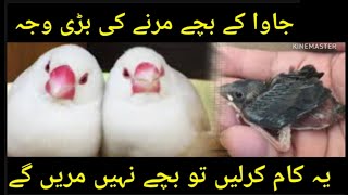 java ky bachy kyun marty hain 🤔  java finch chicks expire kyun hoty hain  java finch [upl. by Aihsila]