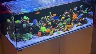 6 Month Waterbox 654 Update Coral growth amp Fish update [upl. by Arvad]