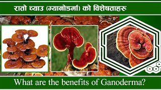 रातो च्याउ गानोडर्मा च्याउ सेवनका फाइदाहरु  Health benefits of Ganoderma [upl. by Aneeres]