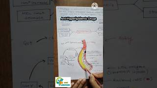 Anti Hyperlipidemic drugs how they works how they show their mechanism of action aapalpharmacy [upl. by Nnauol545]