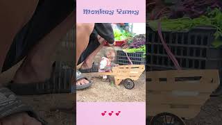 Monkey Yumy brings eggs to sell [upl. by Acsicnarf]