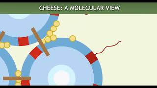 Chymosin enzyme role in cheese formation [upl. by Ayardna]