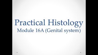 Practical Histology  Module 16A Genital system  Assessment [upl. by Wiseman852]