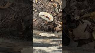 The poor red belted conk fungus got knocked off again fungi [upl. by Harima]