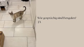 Wie gesprächig sind Bengalen JA miau katzen katzenaufyoutube [upl. by Notgnillew478]