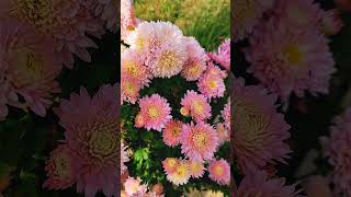 flowers top10beautiful beatifulflowers 5flowers nature rose aesthetic youtubeshorts [upl. by Gnoz]