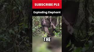 A Dramatic Rescue Elephants Swollen Leg Near Explosion [upl. by Angelina]